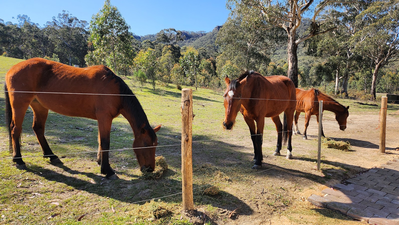 Meet Our Full Time Residents