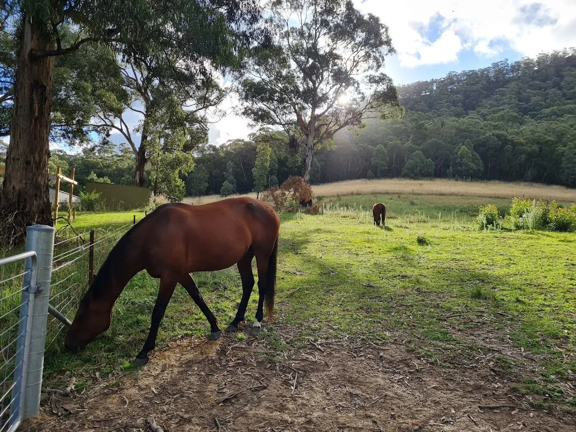 Horse grazing in field