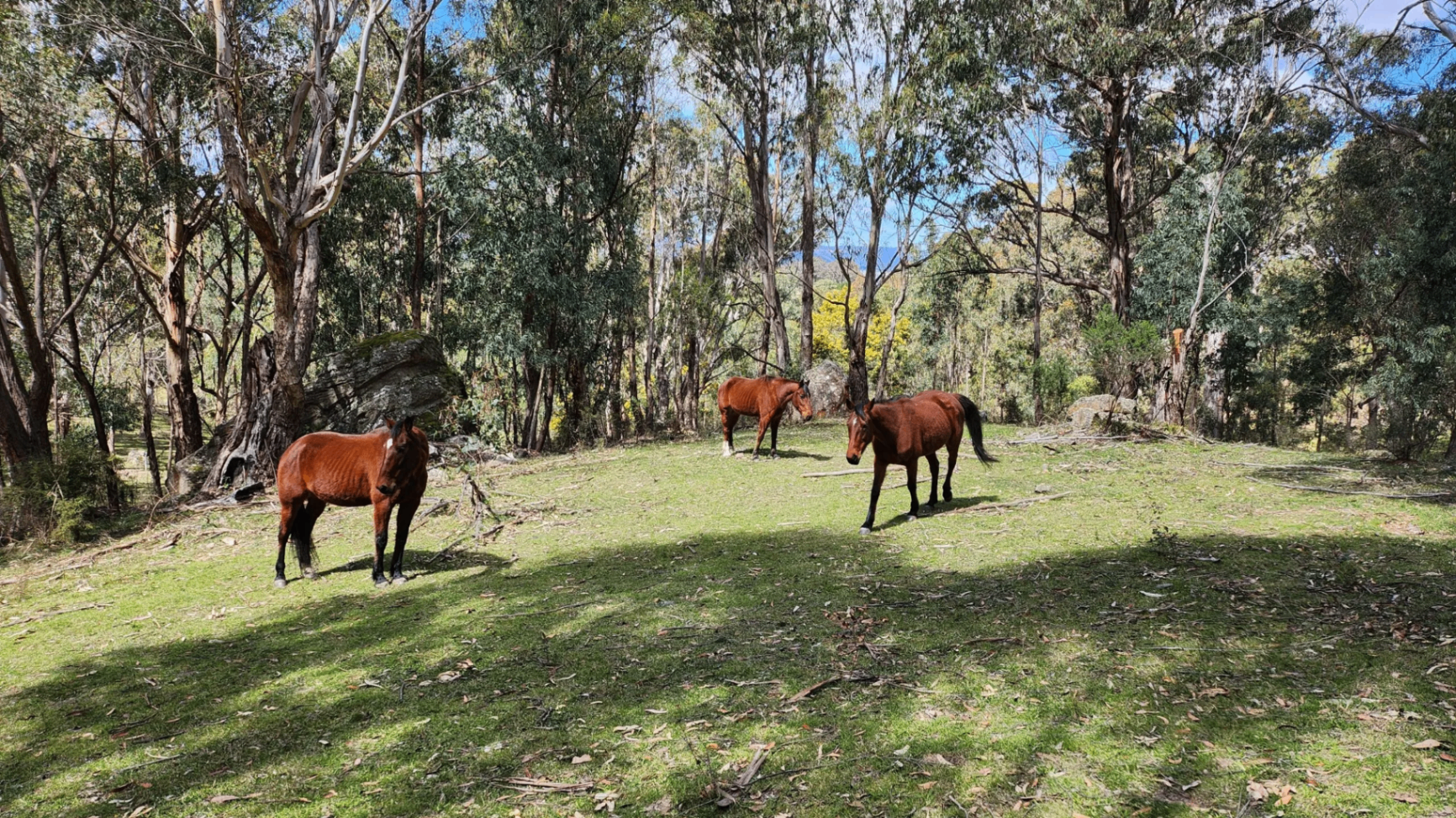 Horses in the paddock