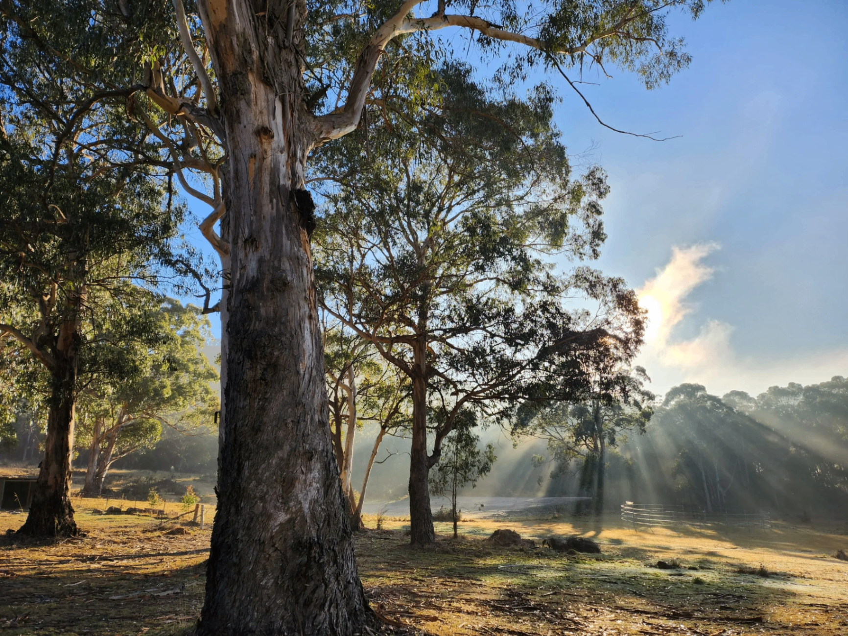 Sunrays through gum trees