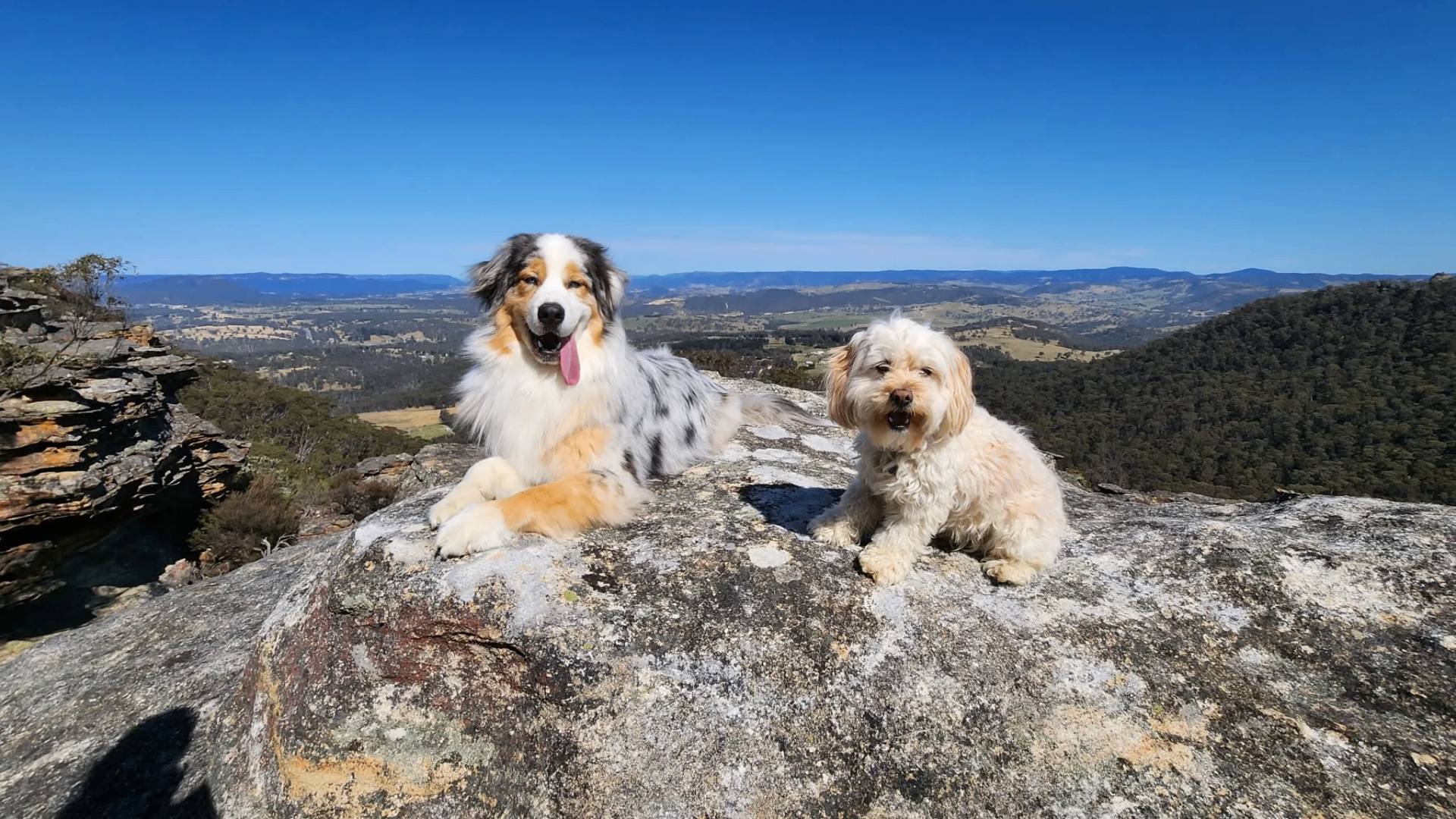 Pet-Friendly Perks – Your Dog's Holiday, Too